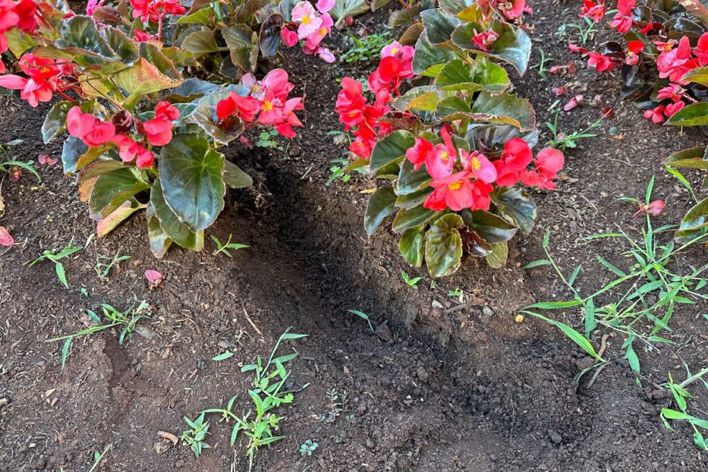 pés de maconha em Maringá