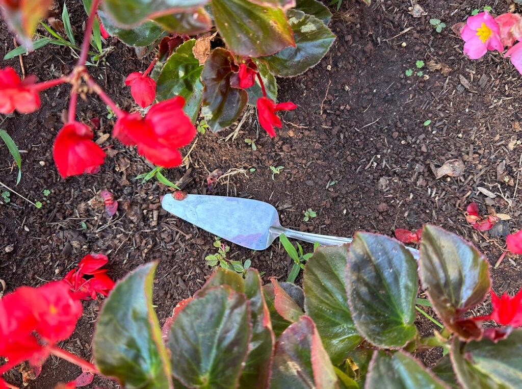 pés de maconha no canteiro central