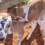 bezerro-nasce-com-pata-no-lombo-em-santa-isabel-do-ivai-66cc734340959