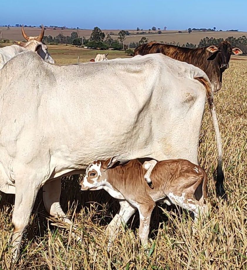 editor-66cc77c1307bf