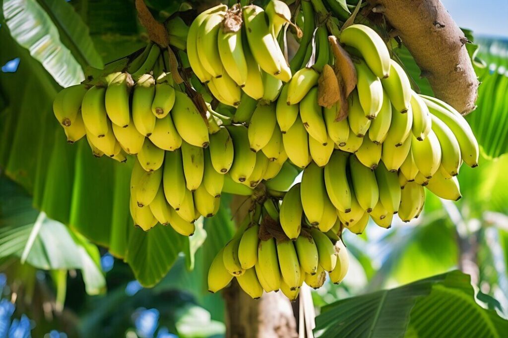 Risco de extinção das bananas está cada vez maior