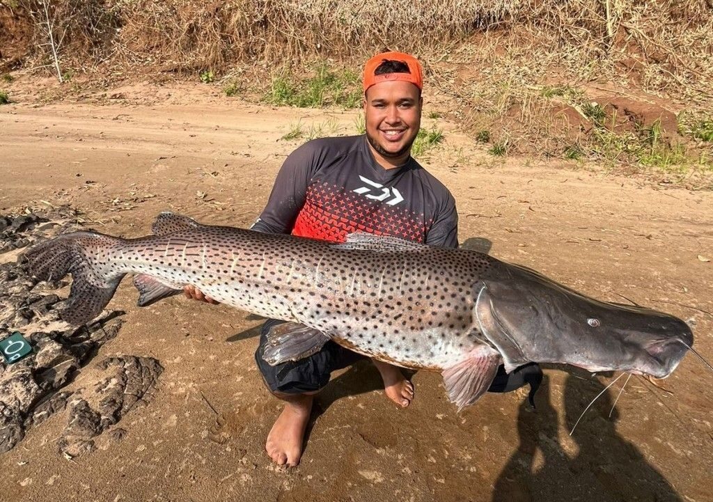 Pintado de 1,70 metro