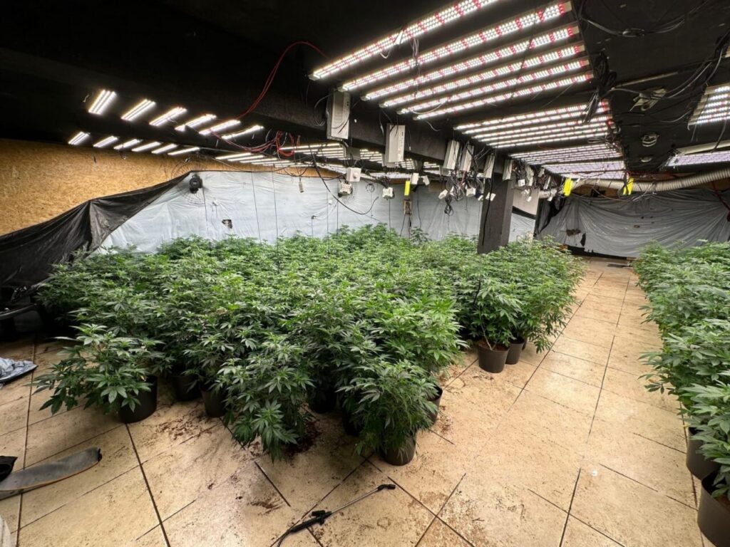 rotam-encontra-estufa-com-aproximadamente-1-mil-pes-de-maconha-em-maringa-13-transformed