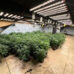 rotam-encontra-estufa-com-aproximadamente-1-mil-pes-de-maconha-em-maringa-13-transformed