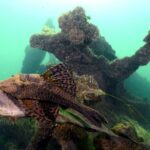 O mergulho no é mais uma atividade da região que vê crescer a cada dia o número de turistas