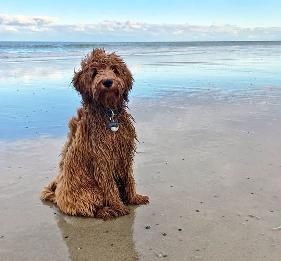 Cachorros: Australian Cobberdogs
