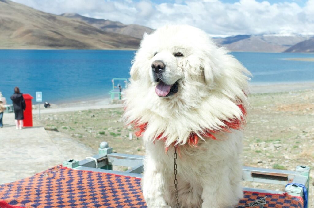 pexels-506638925-17578479