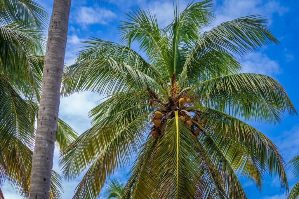 pexels-nc-farm-bureau-mark-15114314