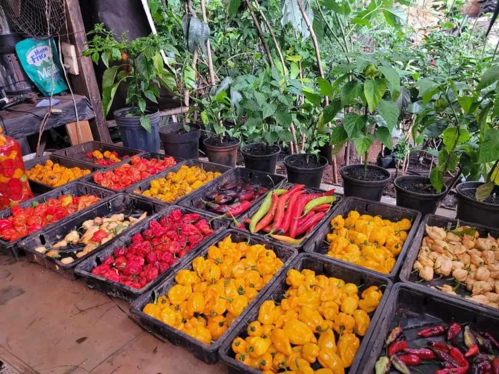 WhatsApp Image 2024-11-08 at 16.13.01 (1)