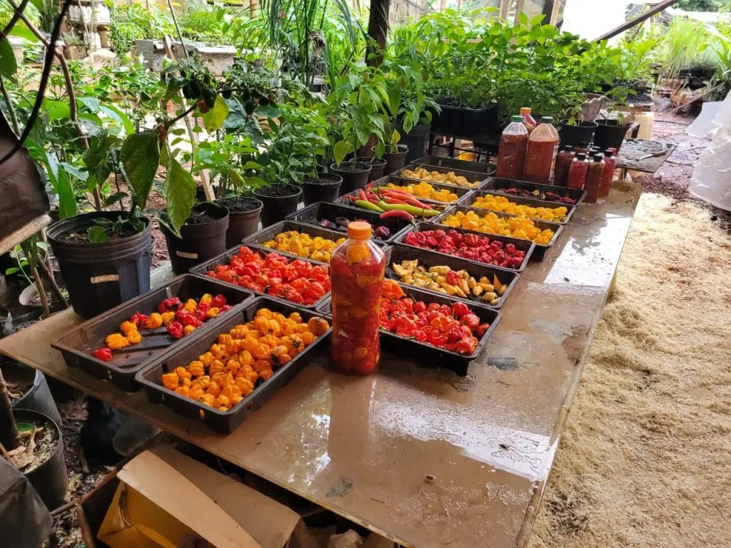 WhatsApp Image 2024-11-08 at 16.13.01