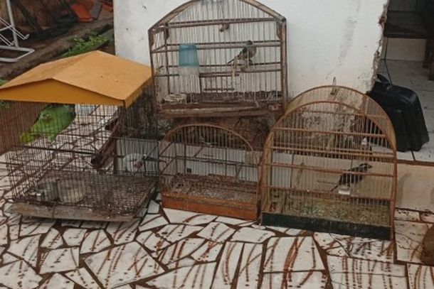 homem-e-multado-em-r-2-mil-por-venda-de-aves-silvestres-em-rede-social-67b9b2688ad15