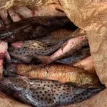 174154836767cdeb4f74dde