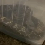 Cascavel-foi-resgatada-com-seguranca-e-solta-em-ar-00970019-0-202503201123-ScaleDownProportional