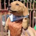 jQ0H4-feirinha-de-adocao-acontece-neste-sabado-27-em-maringa