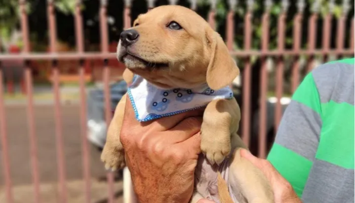 jQ0H4-feirinha-de-adocao-acontece-neste-sabado-27-em-maringa