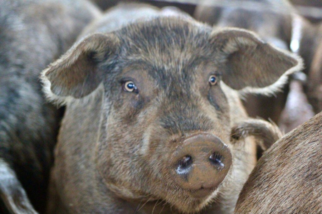 whatsapp_image_2024-08-08_at_15.52.30