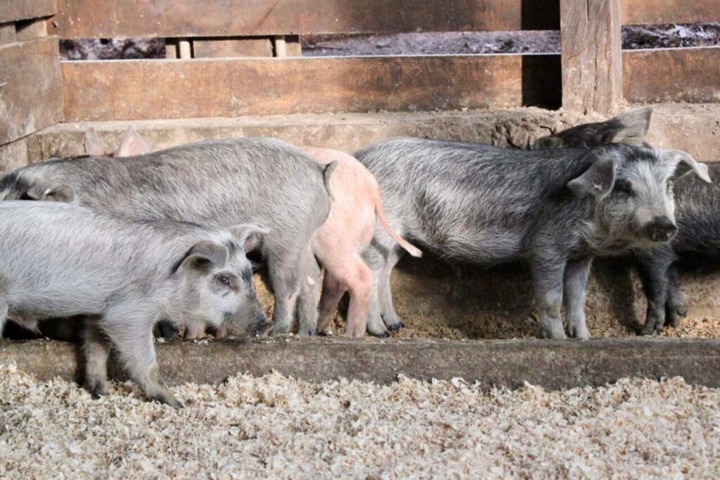 whatsapp_image_2024-08-08_at_15.52.30_1