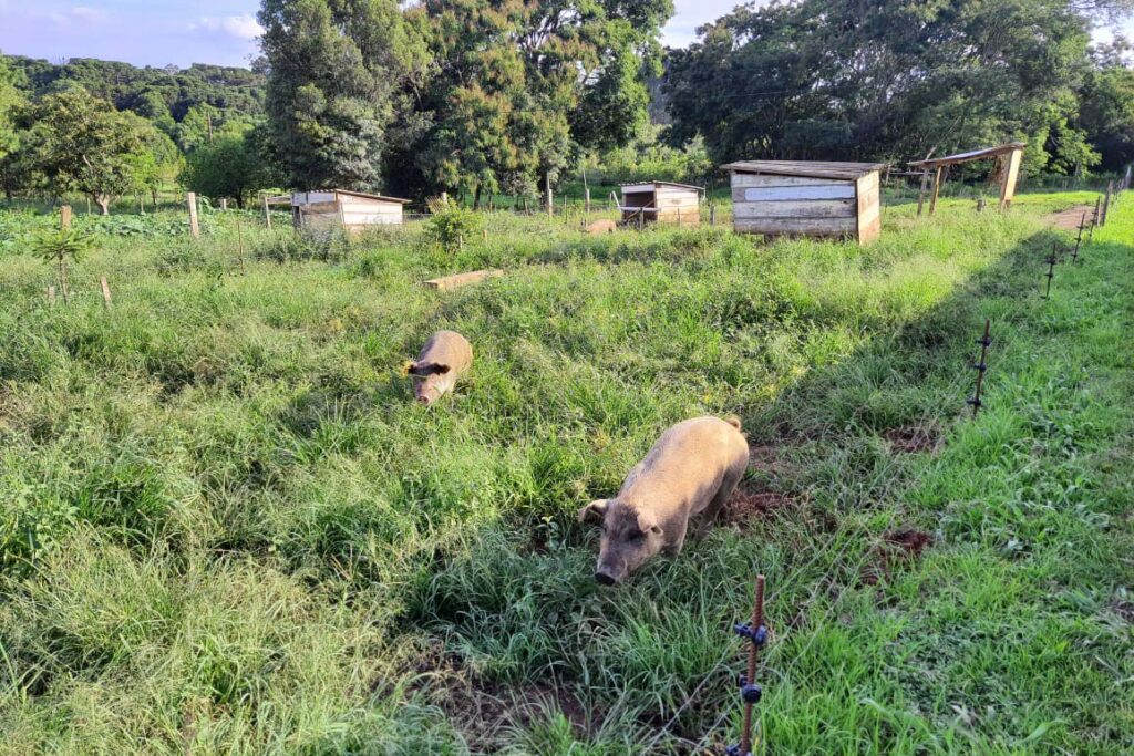 whatsapp_image_2025-03-25_at_13.42.05_1