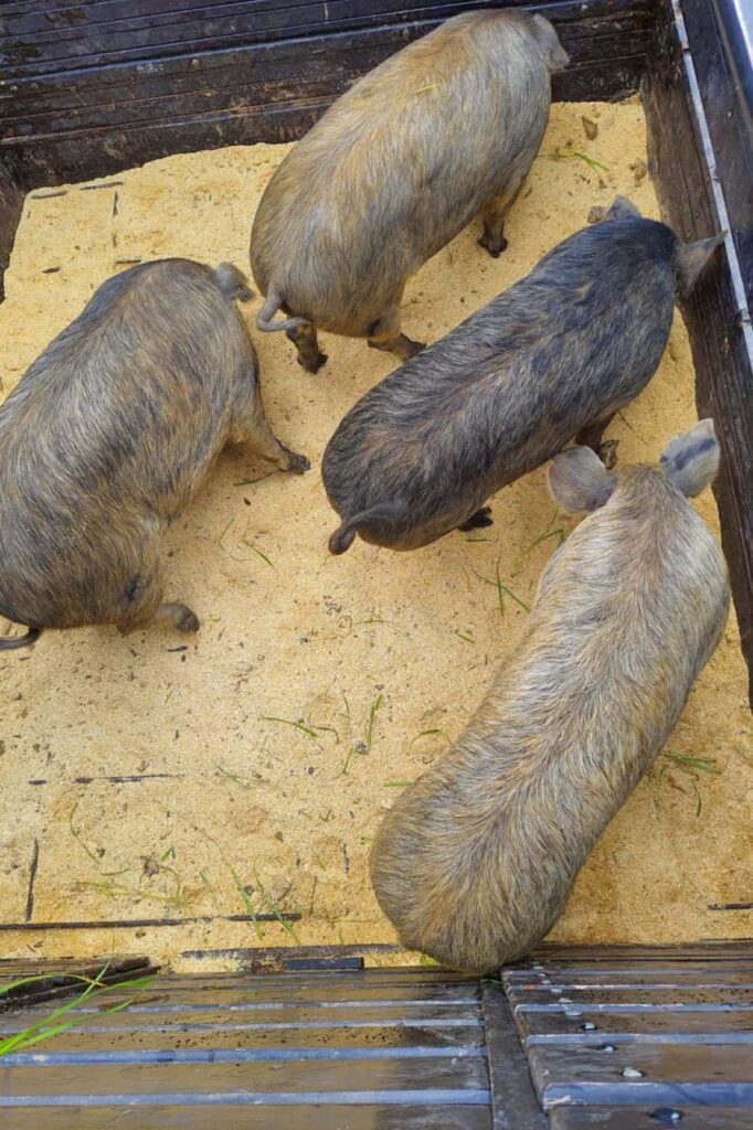 whatsapp_image_2025-03-25_at_13.42.07_2