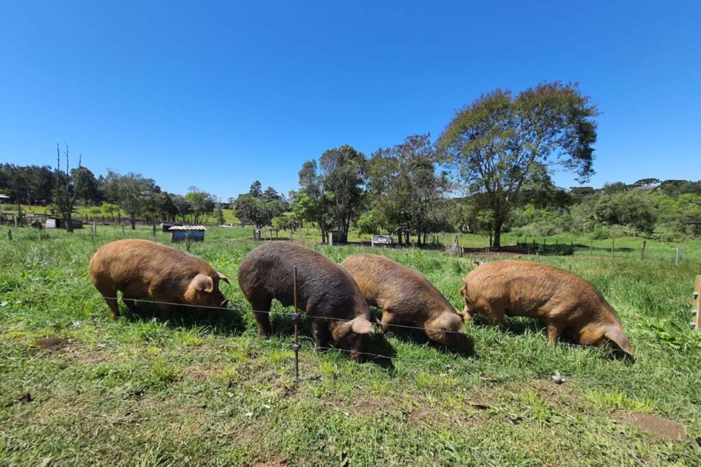 whatsapp_image_2025-03-25_at_13.42.08_1