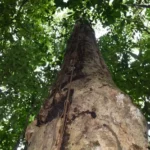 7fa7bcbd99258eadc6174f5e89f8c2ae775