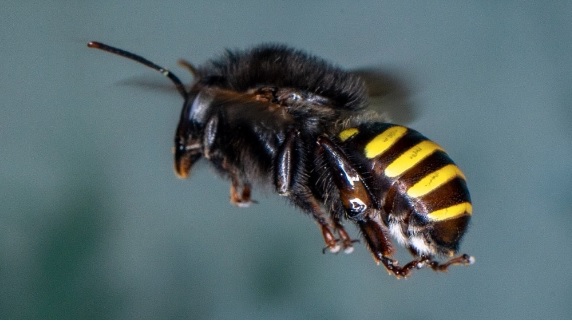 Mandaçaia – @andredematosalves @meliponiculturaoficial