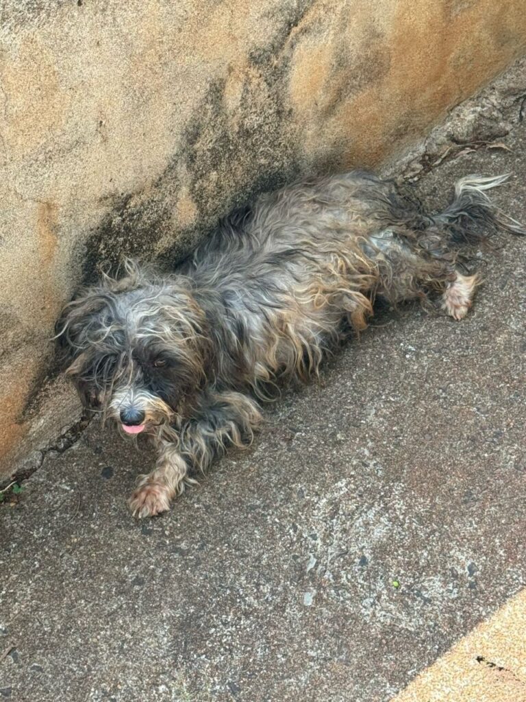 WhatsApp Image 2025-04-02 at 15.20.04