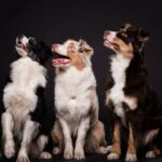 border collies são um dos cachorros mais inteligentes do mundo