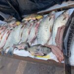 dupla-e-presa-e-multada-em-quase-r-5-mil-por-pesca-ilegal-em-monte-castelo-6808e1303b972