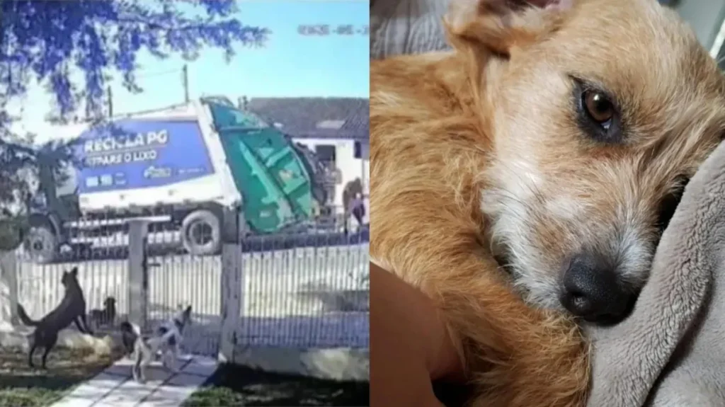 A-defesa-dos-tutores-de-Agata-lamentou-a-decisao-m-00988892-0-202505211826-ScaleDownProportional