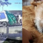 A-defesa-dos-tutores-de-Agata-lamentou-a-decisao-m-00988892-0-202505211826-ScaleDownProportional