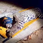 ONCA-CASEIRO-AQUIDAUANA_00572079_0_202505070000