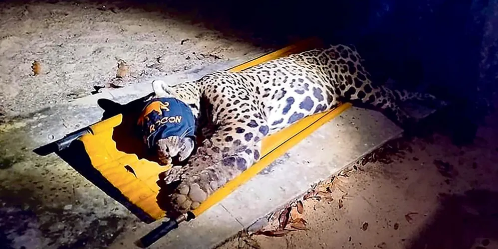 ONCA-CASEIRO-AQUIDAUANA_00572079_0_202505070000