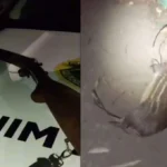 Paca-esta-em-perigo-de-extincao-no-Parana-00986944-0-202505150757-ScaleDownProportional