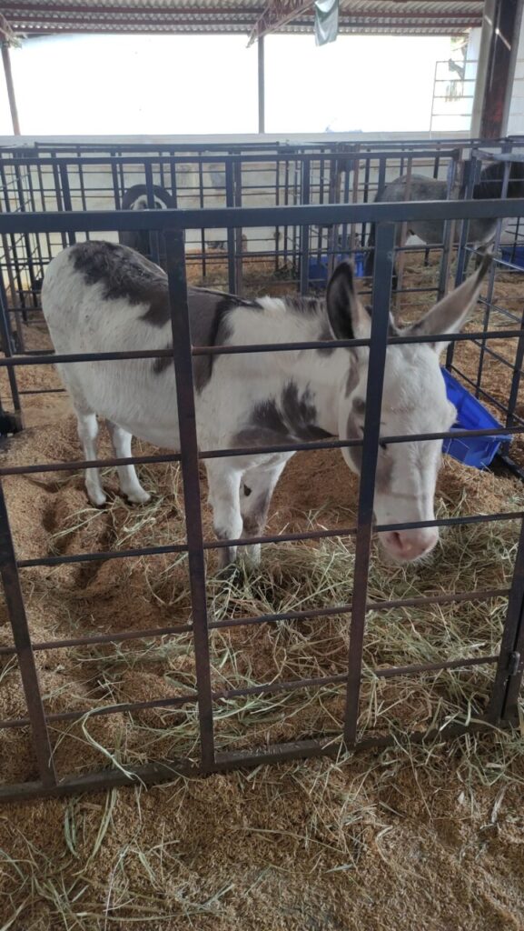 WhatsApp Image 2025-05-12 at 13.21.32 (1)