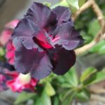 WhatsApp Image 2025-05-12 at 18.55.19 (1)