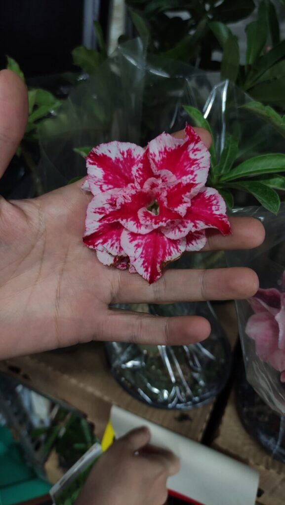 WhatsApp Image 2025-05-12 at 18.55.19 (2)