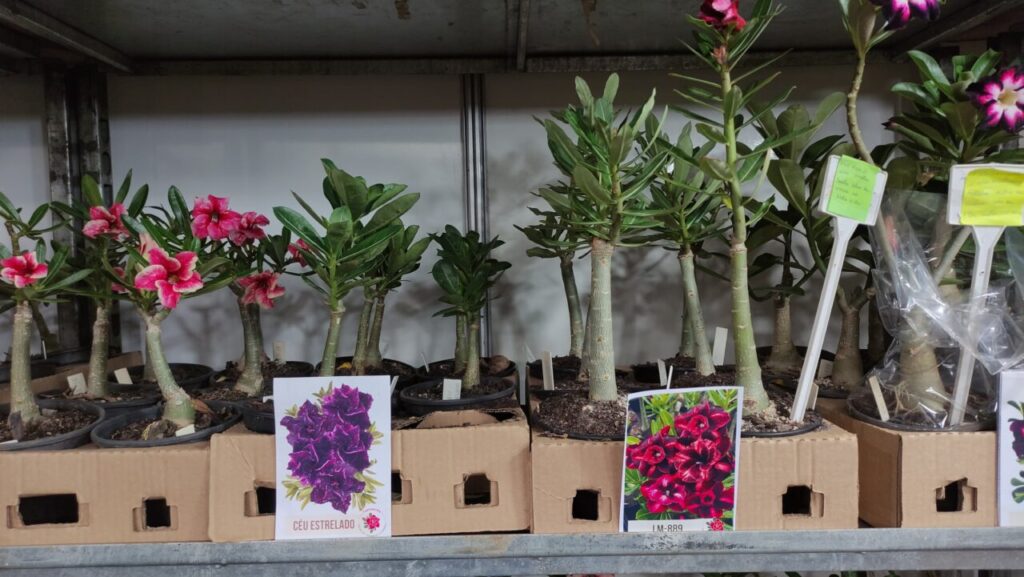 WhatsApp Image 2025-05-12 at 18.55.19 (3)