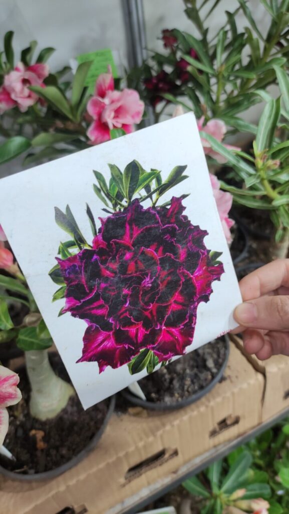 WhatsApp Image 2025-05-12 at 18.55.19