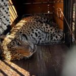 WhatsApp Image 2025-05-19 at 19.45.14