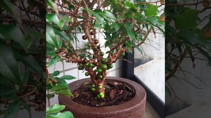 Jabuticabeira é uma das espécies e árvores frutíferas cultivadas em vaso que dão fruto mais rápido | Foto: Reprodução