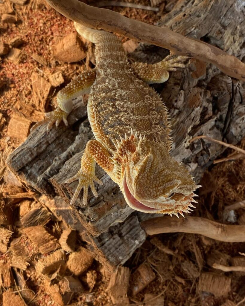 jpmmonteiro_1735825859_3536686102972264598_360809895