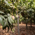 mangueiras-tropicais-com-frutas-deliciosas