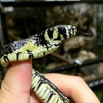 meuexotico_1734883354_3528779800347256509_5328622994