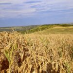 Plantação de milho na fazenda Esperança em Lindoeste