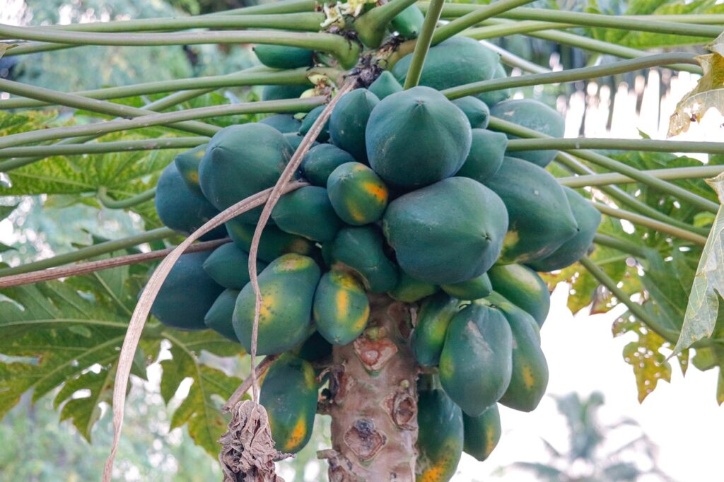 papaya-7017862_1280