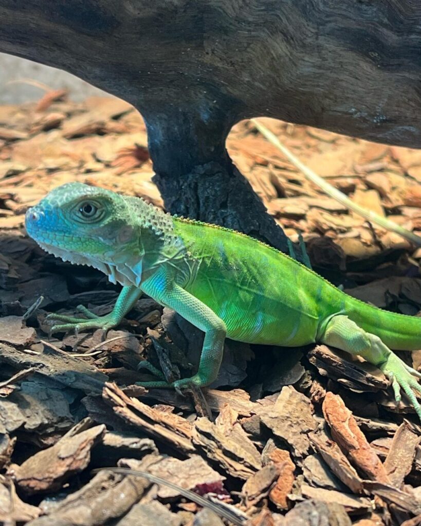 petcentersafarimga_1716920985_3378100524933711406_10442175235