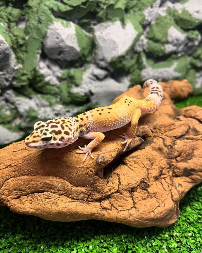 petcentersafarimga_1723833219_3436084547655988053_10442175235