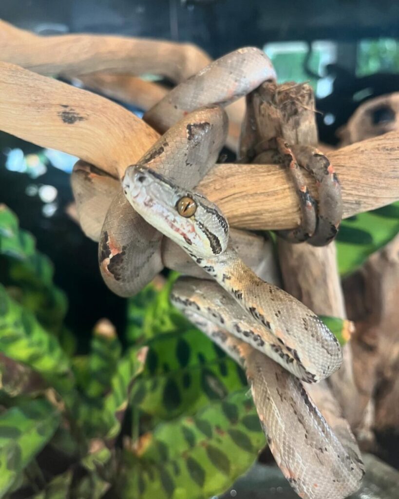 petcentersafarimga_1729529811_3483871026188480742_10442175235