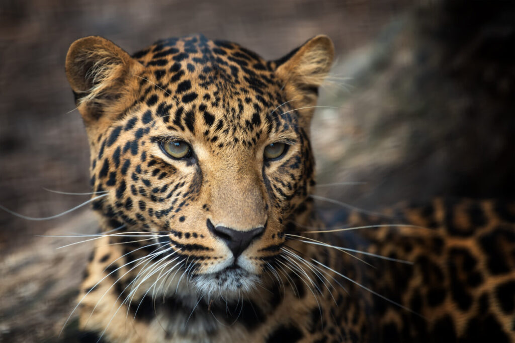 Close up leopard portrait